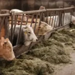 comercialización-de-animales