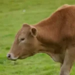 ganadería-vaca-ganadería-servicio