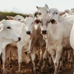 formación-y-capacitación-servicio