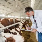 consultoría-en-salud-animal